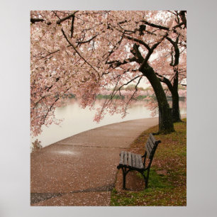 Körsbäret blomstrar kanvastrycket poster