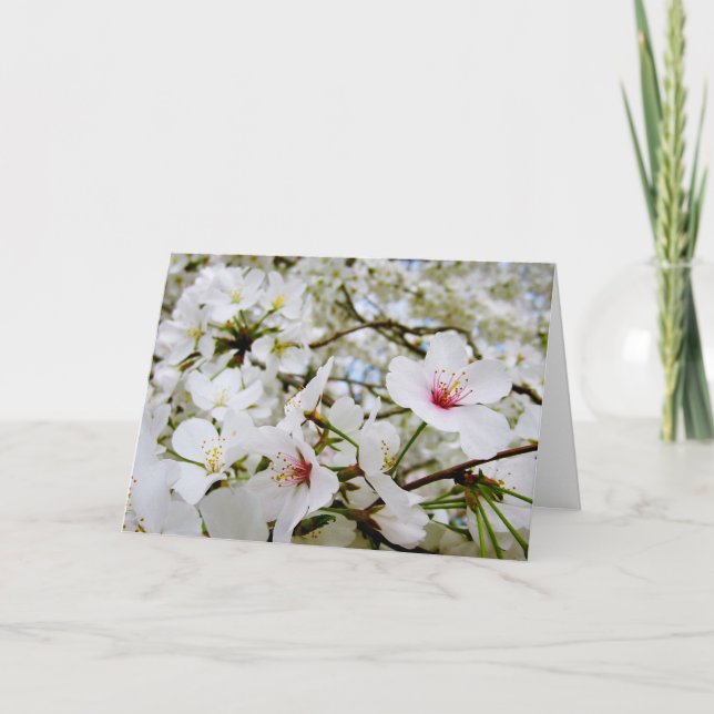 Körsbäret blomstrar kortet för sympati 5 kort (Framsida)
