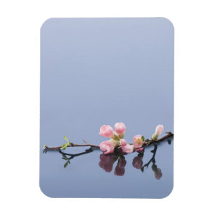 Körsbäret blomstrar på vatten magnet