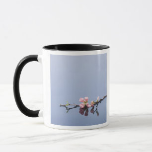 Körsbäret blomstrar på vatten mugg