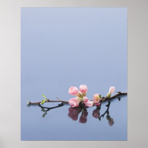 Körsbäret blomstrar på vatten poster