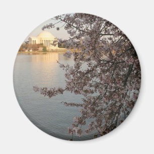 Körsbäret blomstrar Washington DC Magnet