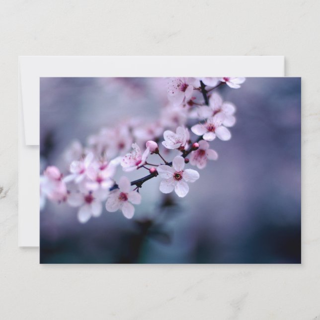 Körsbärs-Blommar (Framsida)