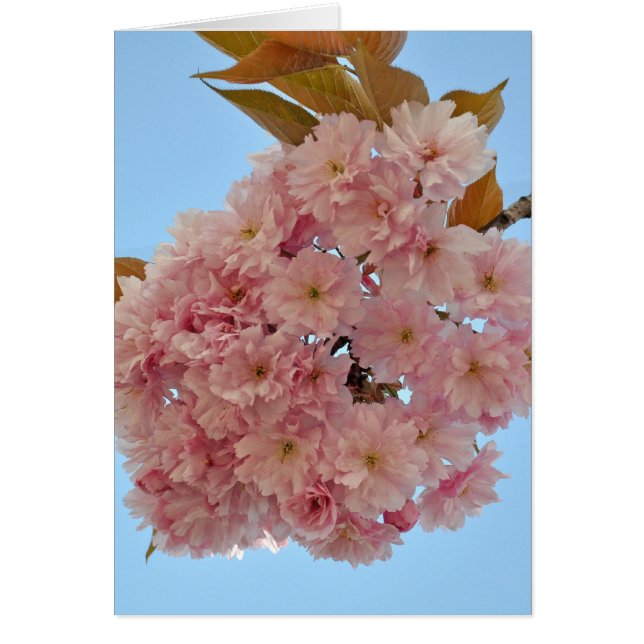 körsbärs-blommar002 hälsningskort (Framsidan)