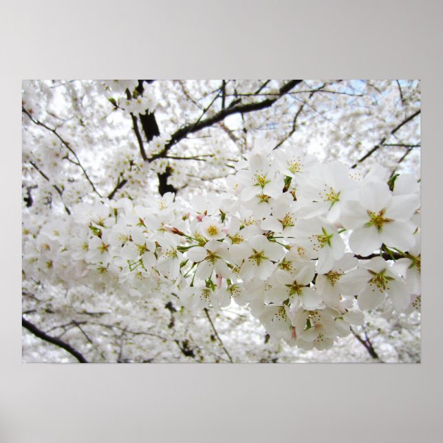 Körsbärs Blommar 12 Poster (Framsidan)