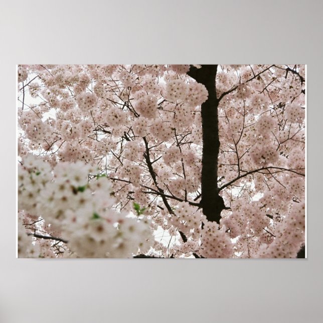 Körsbärs Blommar 1 Poster (Framsidan)