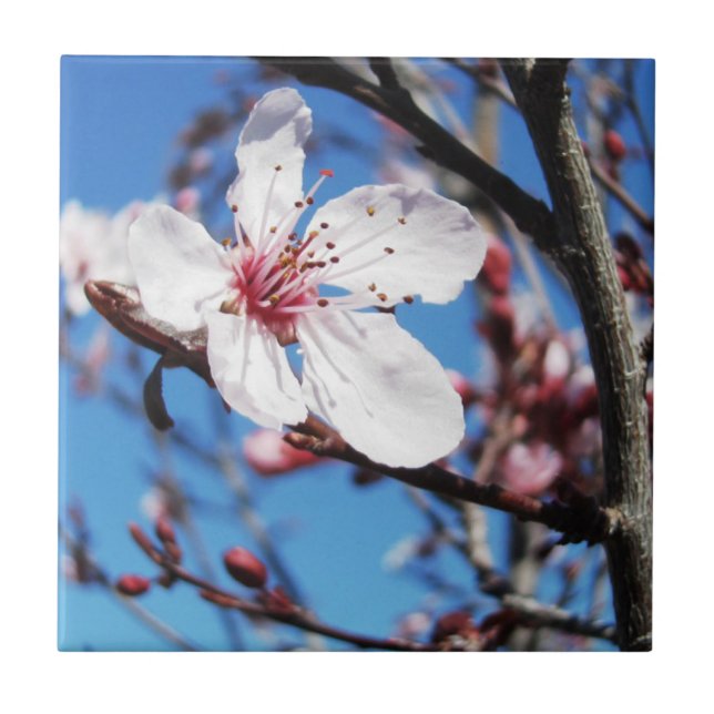 Körsbärs Blommar 2 Kakelplatta (Framsidan)