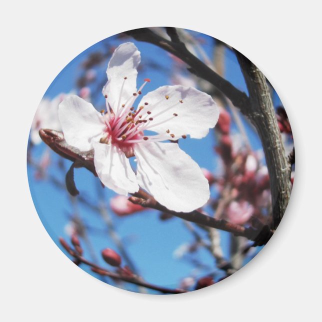 Körsbärs Blommar 2 Magnet (Framsidan)