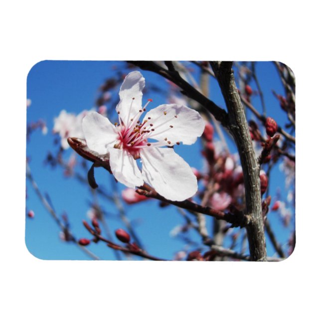 Körsbärs Blommar 2 Magnet (Horisontell)