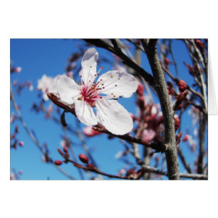 Körsbärs Blommar 2 OBS Kort