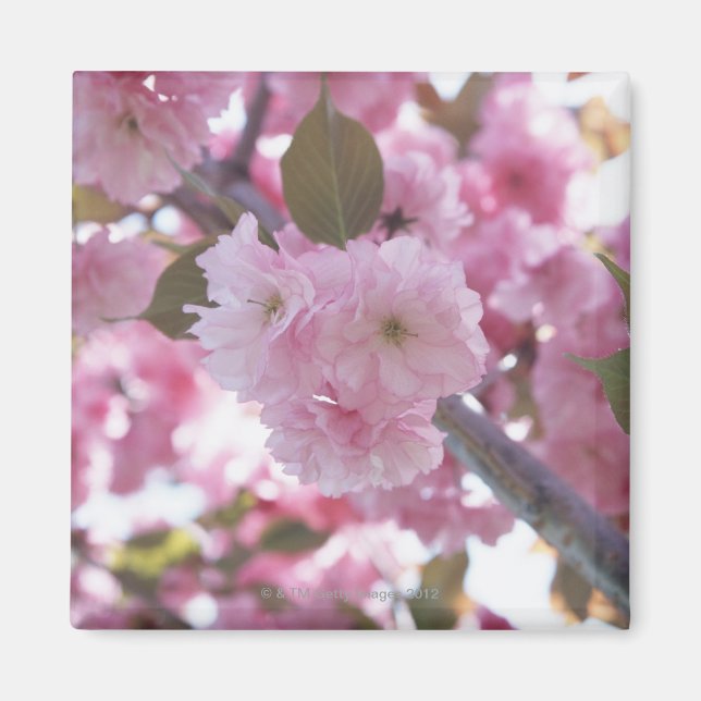Körsbärs Blommar 4 Magnet (Framsidan)