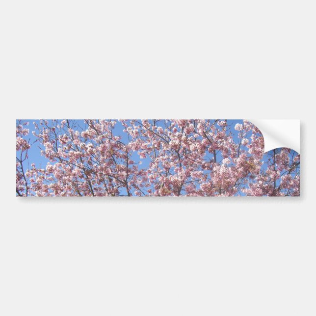 Körsbärs-Blommar Bildekal (Framsidan)