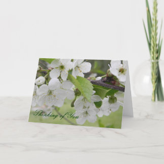 körsbärs blommar, du tänker på kort