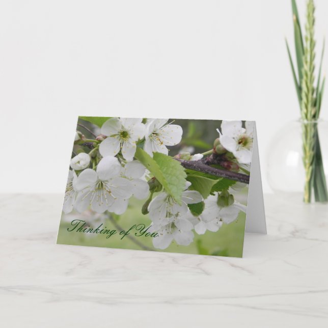 körsbärs blommar, du tänker på kort (Framsida)