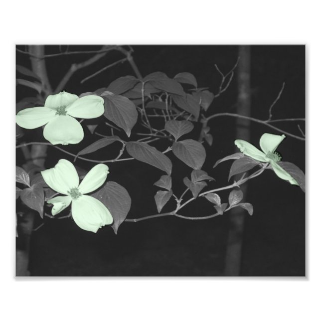 Körsbärs-Blommar Fototryck (Framsidan)