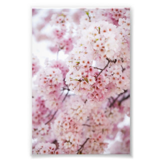 Körsbärs-Blommar Fototryck
