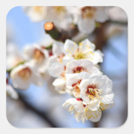 Körsbärs-Blommar Fyrkantigt Klistermärke