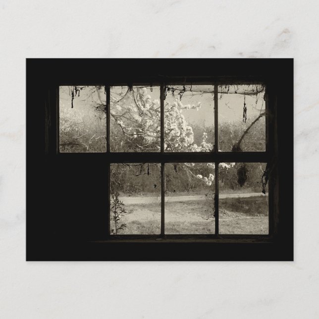 Körsbärs-Blommar genom ett gammalt Barn Window-vyk Vykort (Framsida)