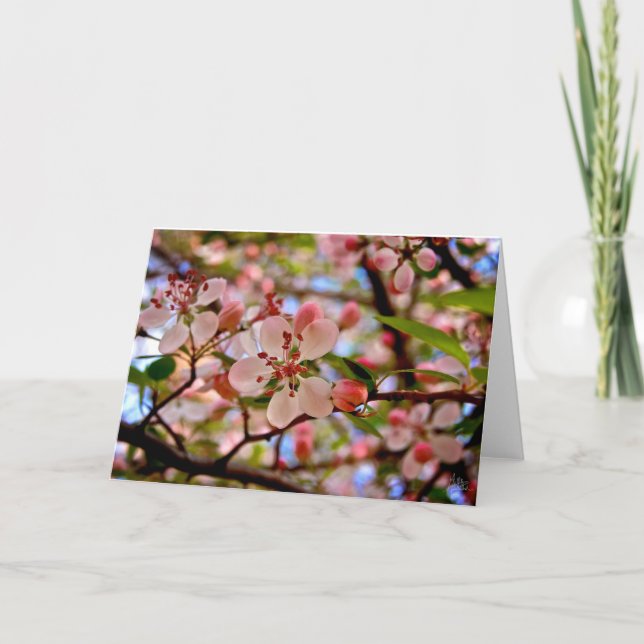 Körsbärs Blommar [gratulationskort] Kort (Framsida)