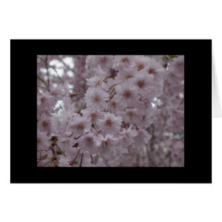 Körsbärs-Blommar Hälsningskort