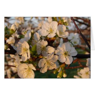 Körsbärs-Blommar Hälsningskort