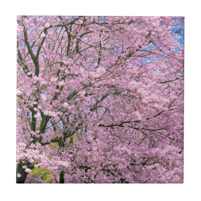 Körsbärs-Blommar i Bloom Kakelplatta (Framsidan)
