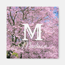 Körsbärs-Blommar i Bloom