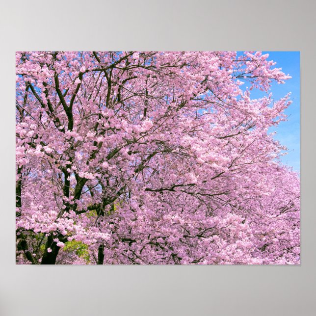 Körsbärs-Blommar i Bloom Poster (Framsidan)