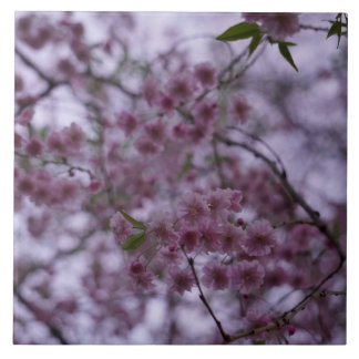 Körsbärs Blommar i den brinnande 3D-effektrutan 6x Kakelplatta