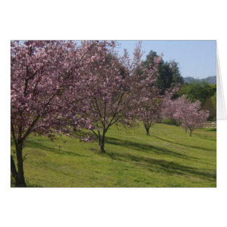 Körsbärs-Blommar i Fullt Bloom Hälsningskort