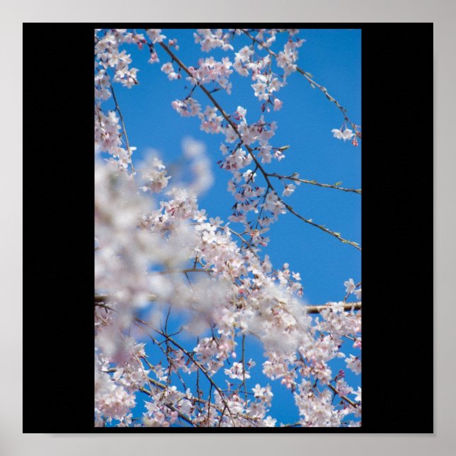 Körsbärs-Blommar i Japan Poster (Framsidan)