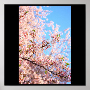 Körsbärs-Blommar i Japan Poster