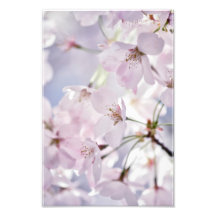 Körsbärs Blommar i Ljusa rosa och blå
