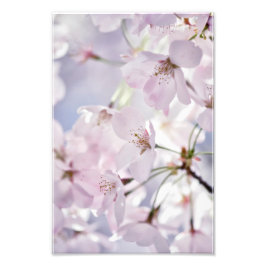 Körsbärs Blommar i Ljusa rosa och blå Fototryck