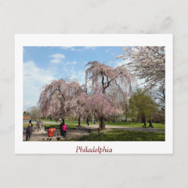 Körsbärs-Blommar i Philadelphia Vykort