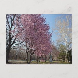 Körsbärs-Blommar i Philadelphia-vykort Vykort