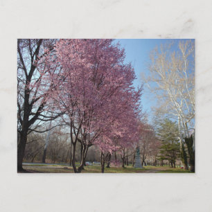 Körsbärs-Blommar i Philadelphia-vykort Vykort