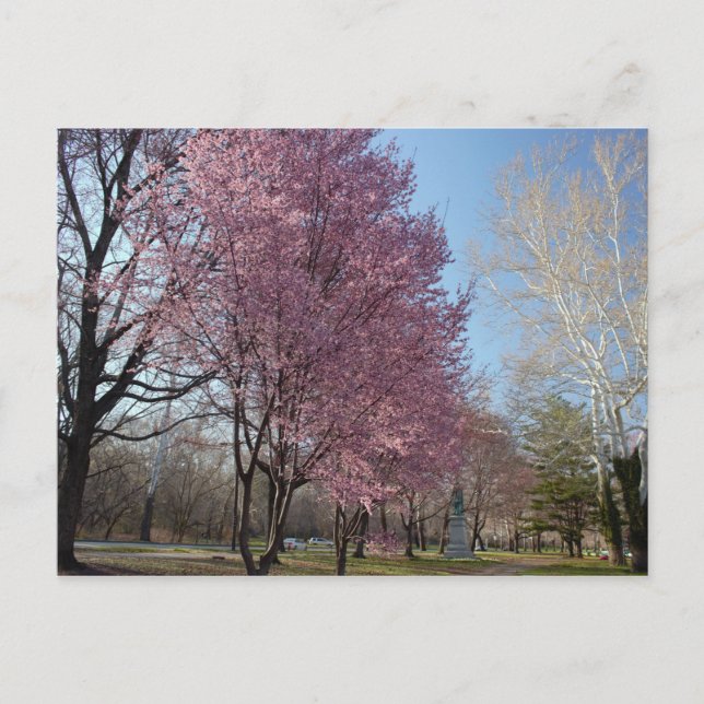 Körsbärs-Blommar i Philadelphia-vykort Vykort (Framsida)
