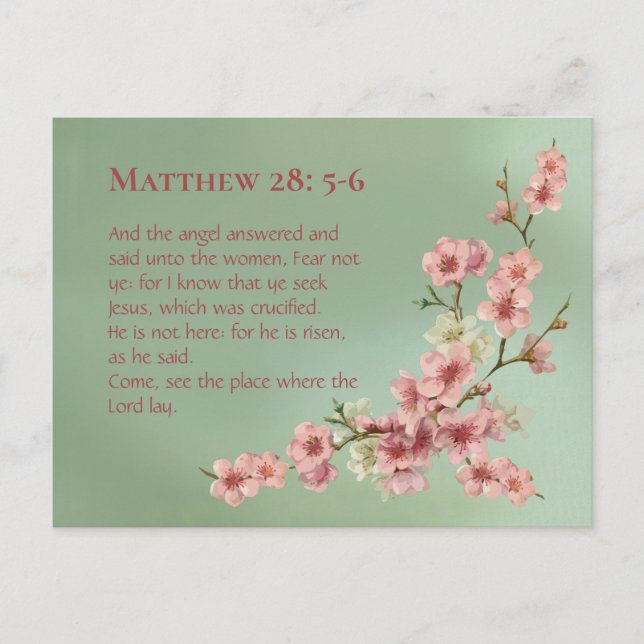 Körsbärs-Blommar i Rosa och skaldjur Vykort (Framsida)