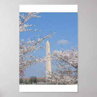 Körsbärs-Blommar i Washington DC Poster
