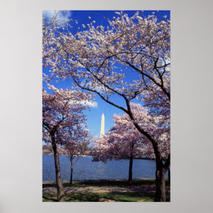 Körsbärs-Blommar i Washington DC poster utskrift