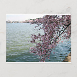 Körsbärs-Blommar i Washington DC Vykort