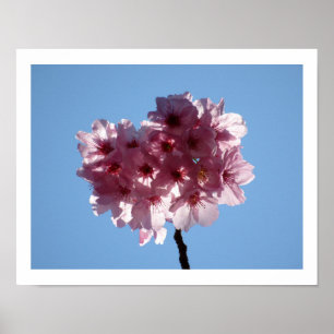 Körsbärs-Blommar: Japan Poster
