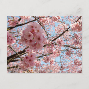Körsbärs-Blommar: Japan Vykort