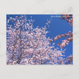 Körsbärs-Blommar: Jugatsu-zakura [vykort] Vykort