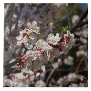 Körsbärs-Blommar Kakelplatta