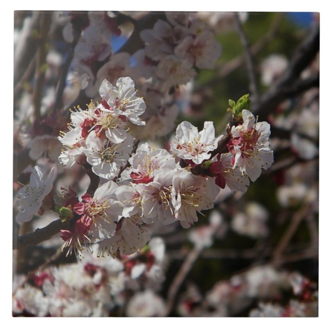 Körsbärs-Blommar Kakelplatta (Framsidan)
