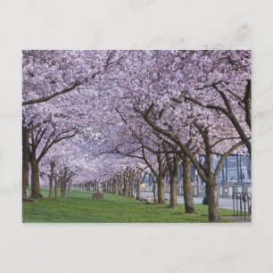 Körsbärs blommar längs Willamette-floden, USA Vykort