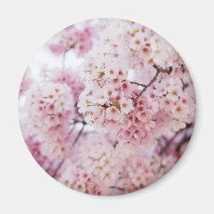 Körsbärs-Blommar Magnet
