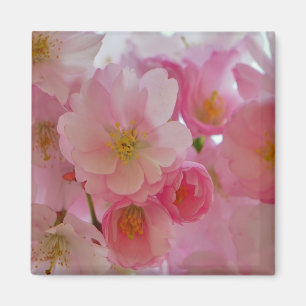 Körsbärs-Blommar Magnet